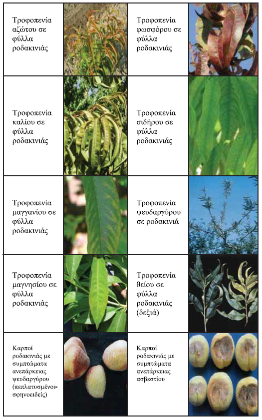 symptwmata trofopeniwn rodakinias