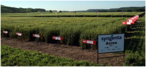 Πρόθυμη η Syngenta να υποστηρίξει αιτήματα αγροτών για χρήση των νεονικοτινοειδών