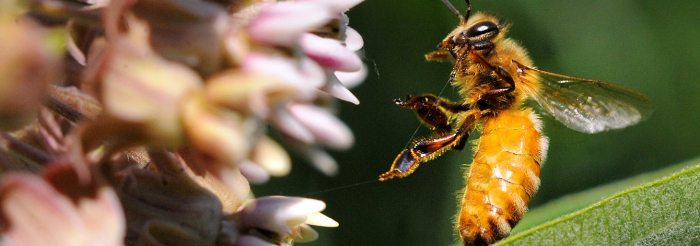 sysyemic pesticides 1140x400