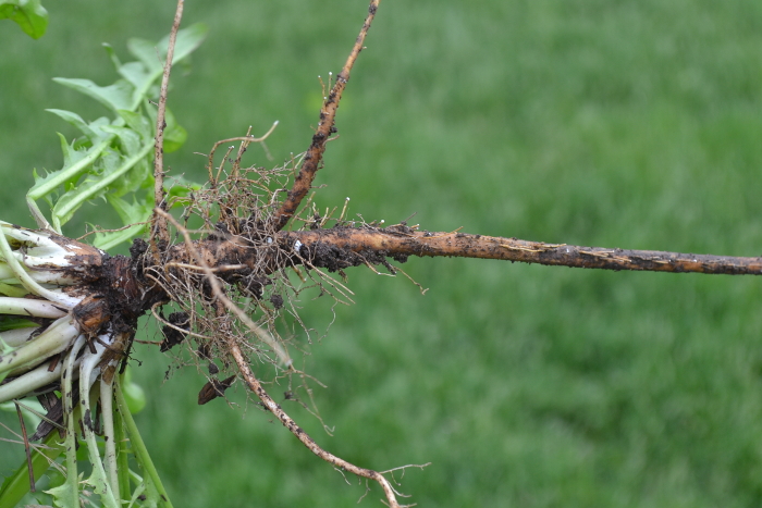 taproot