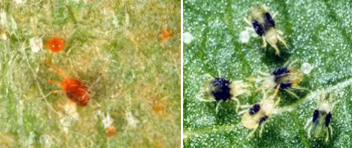 tetranixoi miloeidi