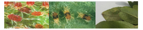 tetranixos amygdalias