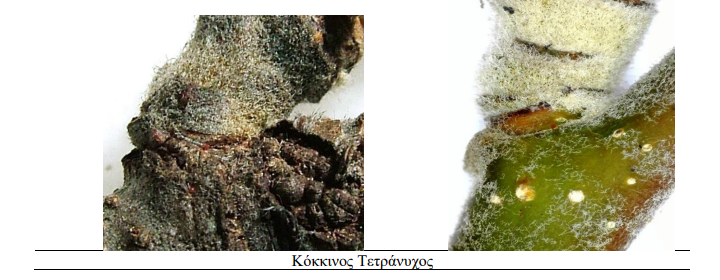 tetranixos milia