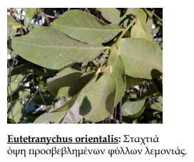 tetranuxos