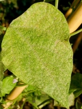 tetranychusurticae