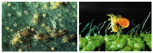 tetranyxos melitzana