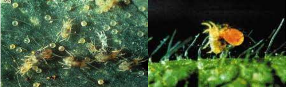 tetranyxos peponi