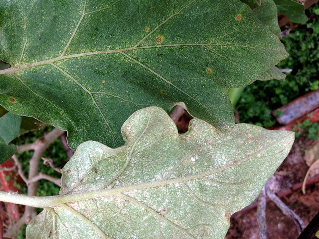tetrnychus urticae