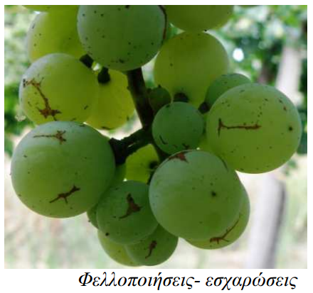 thripas ampeli fellopoihseis esxarwseis