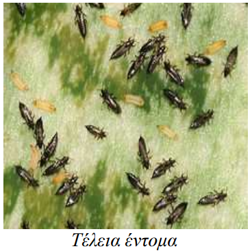thripas ampeli teleia entoma