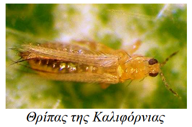 thripas ampeli thripas ths kalifornias