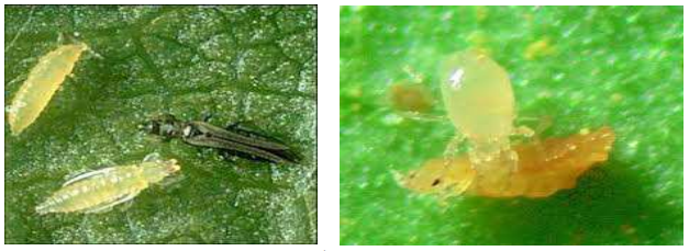 thripas peponi