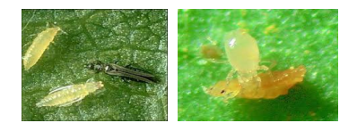 thripas peponia