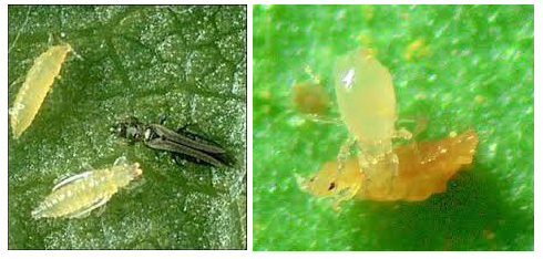 thripas tomata ypaithria