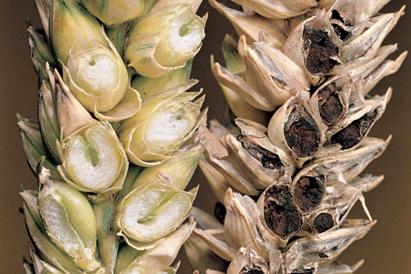 tilletiawheat