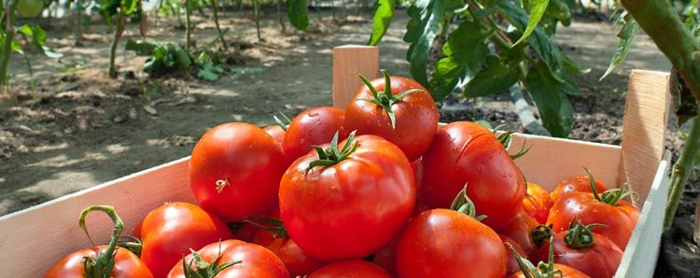 tomato4
