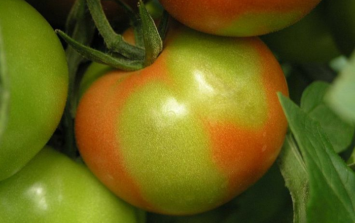 tomato5
