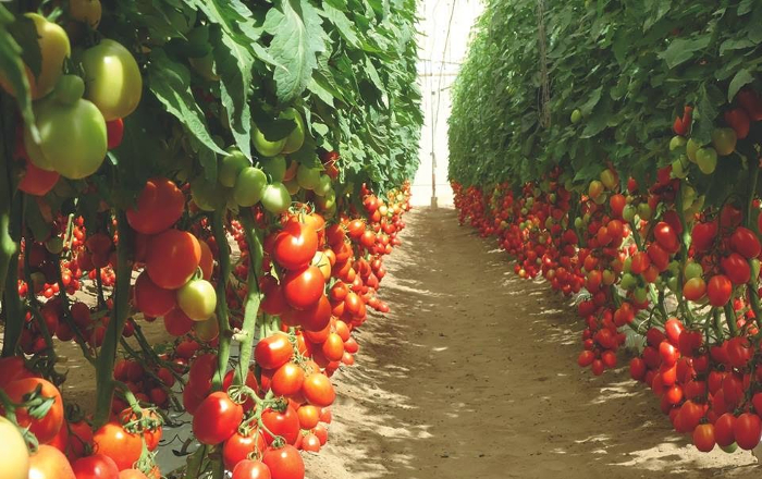 tomato6