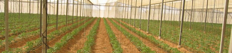 tomato 1 growing method