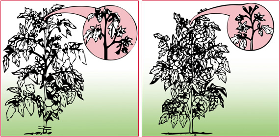 tomato 1 growth patterns