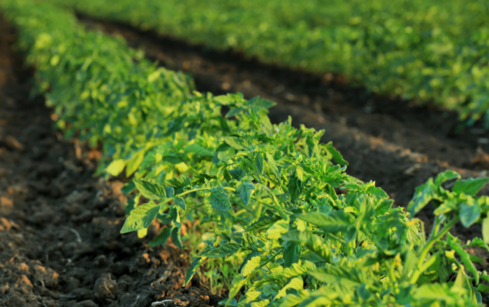 tomato crop