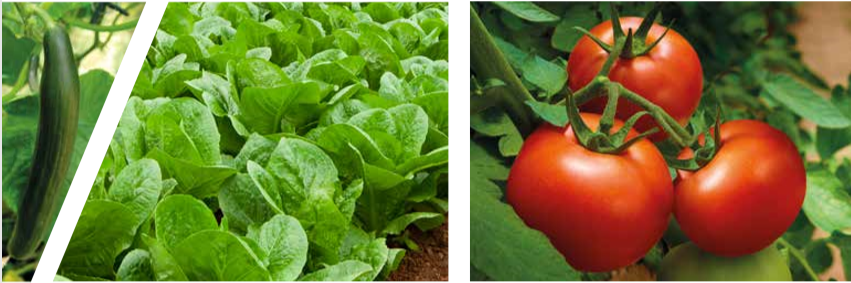 tomatoes