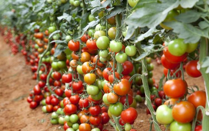 tomatos