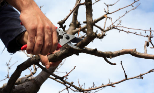tree trimming pruning sl