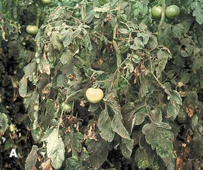 trialeurodes vaporariorum