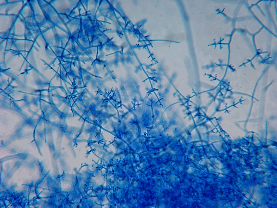 trichoderma