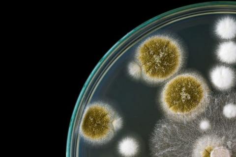 trichoderma6