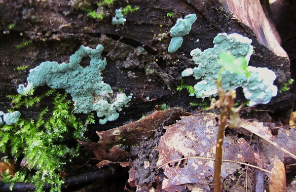 trichoderma7