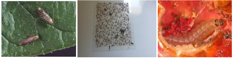 tuta absoluta tomata ypaithria