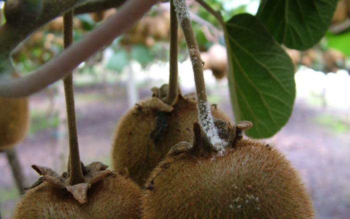 vamvakada aktinidia