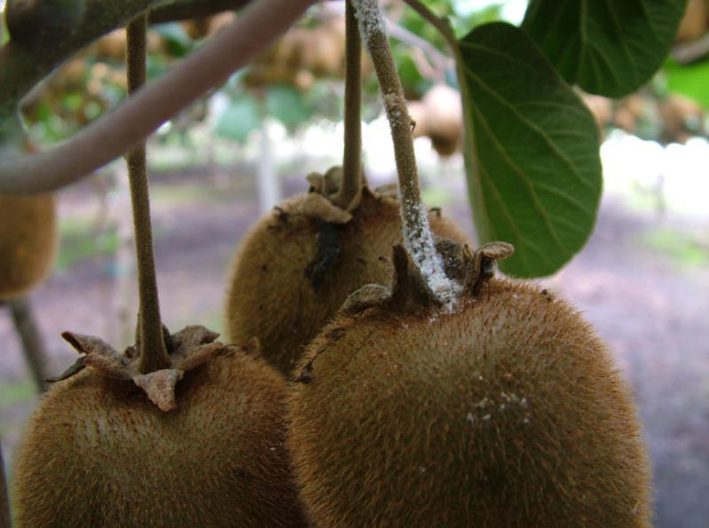 vamvakada aktinidia