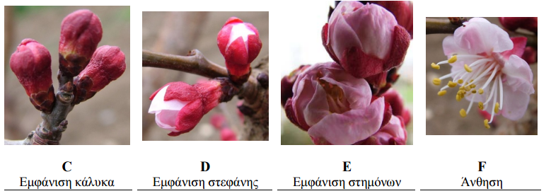 verikoko monilia