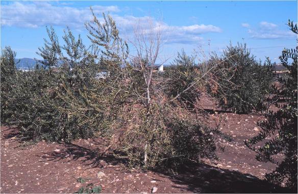 verticillium6