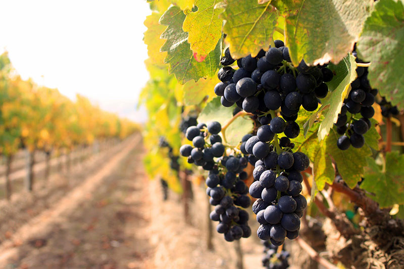 vineyard 2