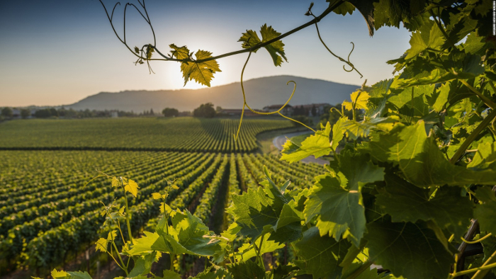 vineyard