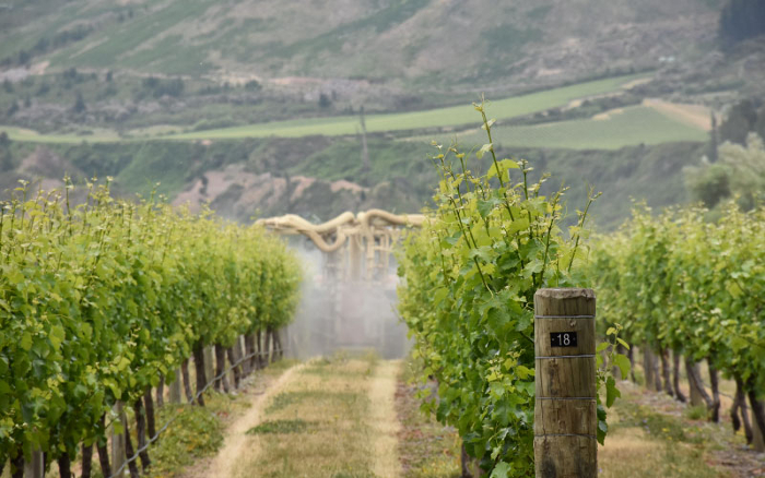 vineyard1