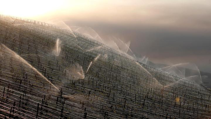 vineyard2