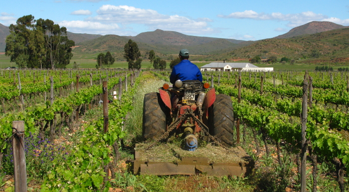vineyard5