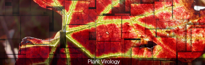 virus2