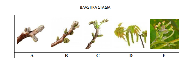 vlastika stadia