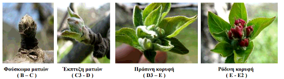 vlastika stadia axladia