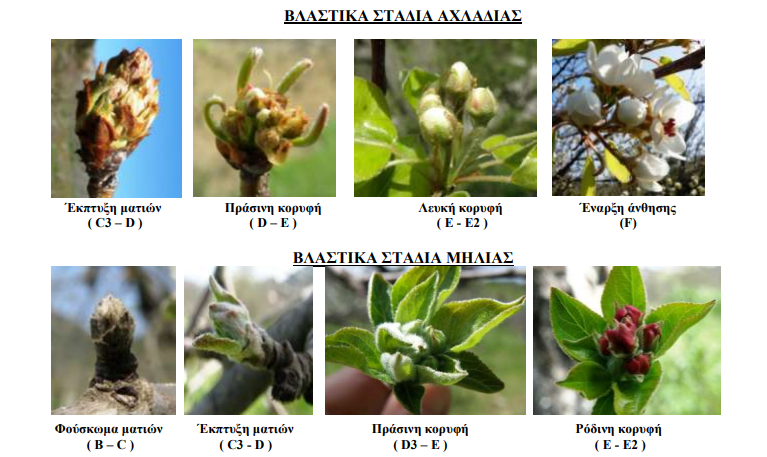 vlastika stadia axladias milias
