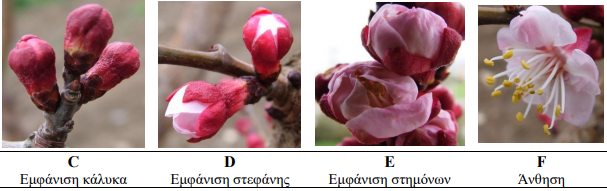 vlastika stadia verikokias