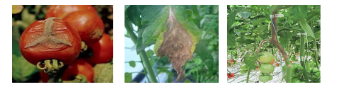votritis tomata