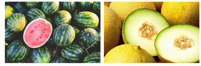 watermelon melon