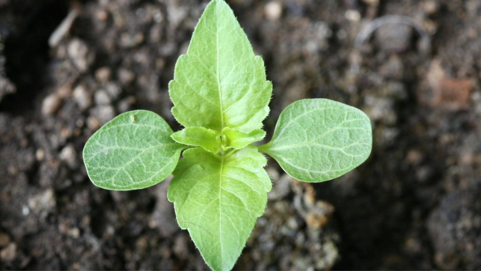 weed id 1540x866 1540x866